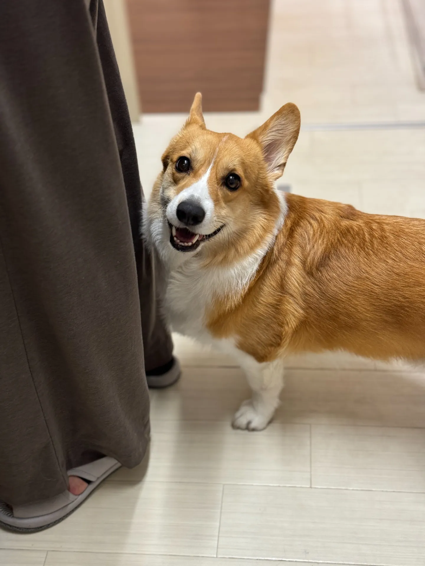 9月の休診日のお知らせ