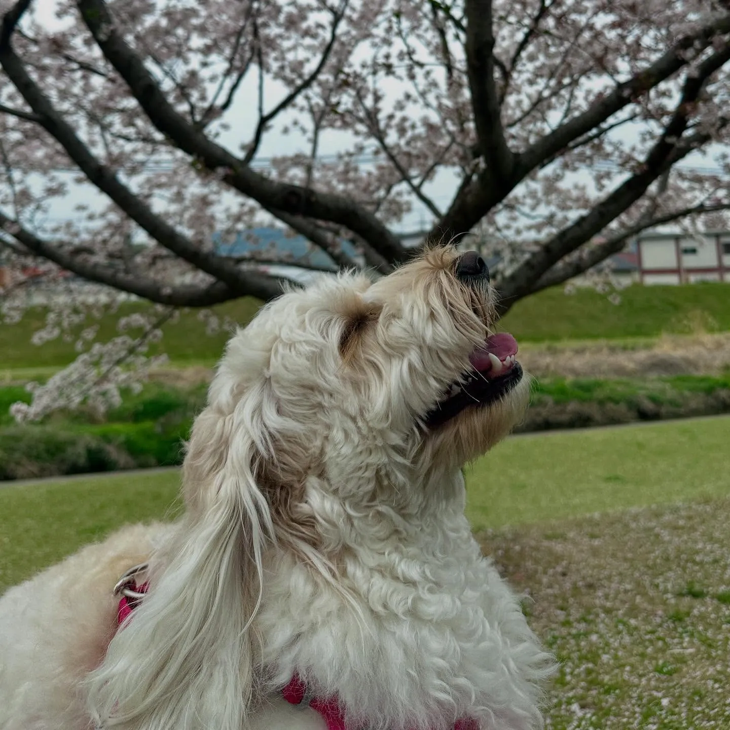 休憩時間にスタッフとお散歩に行きました🐾🌸