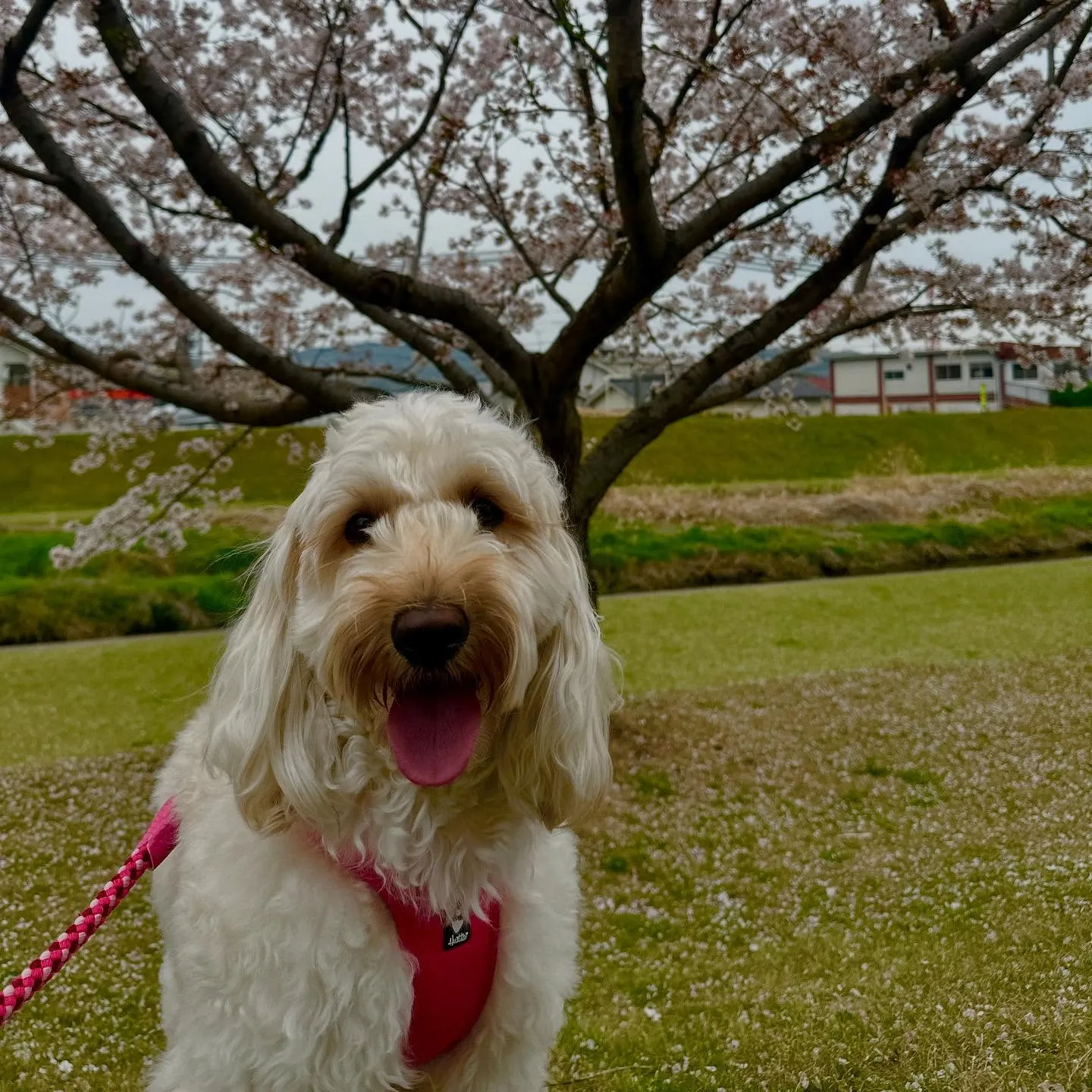 休憩時間にスタッフとお散歩に行きました🐾🌸