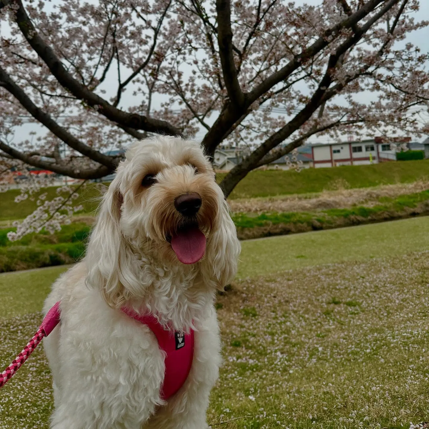 休憩時間にスタッフとお散歩に行きました🐾🌸