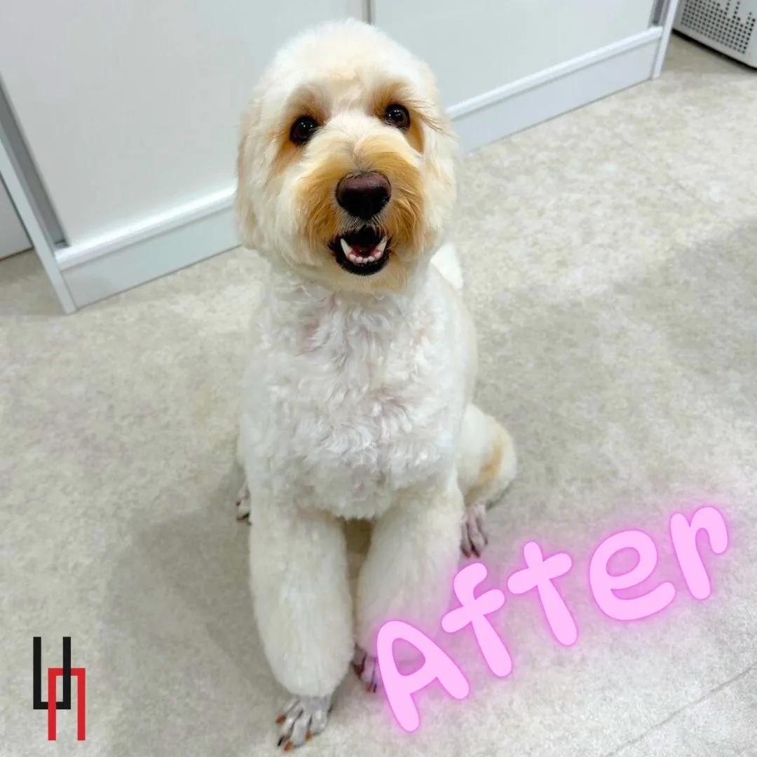 🐾【レモネード、すっきりしました】