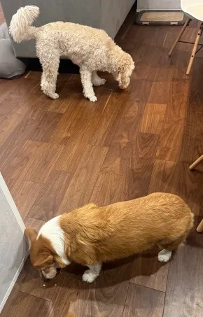 診療日変更のお知らせ