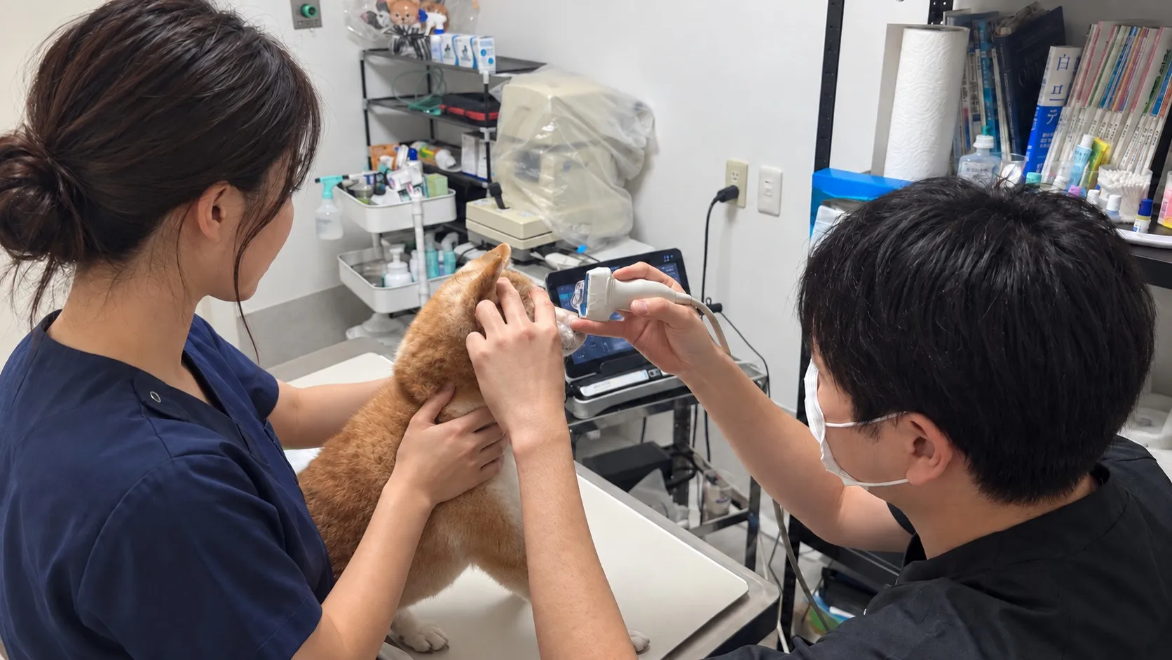 獣医師が猫の眼科検査を行う業務イメージ